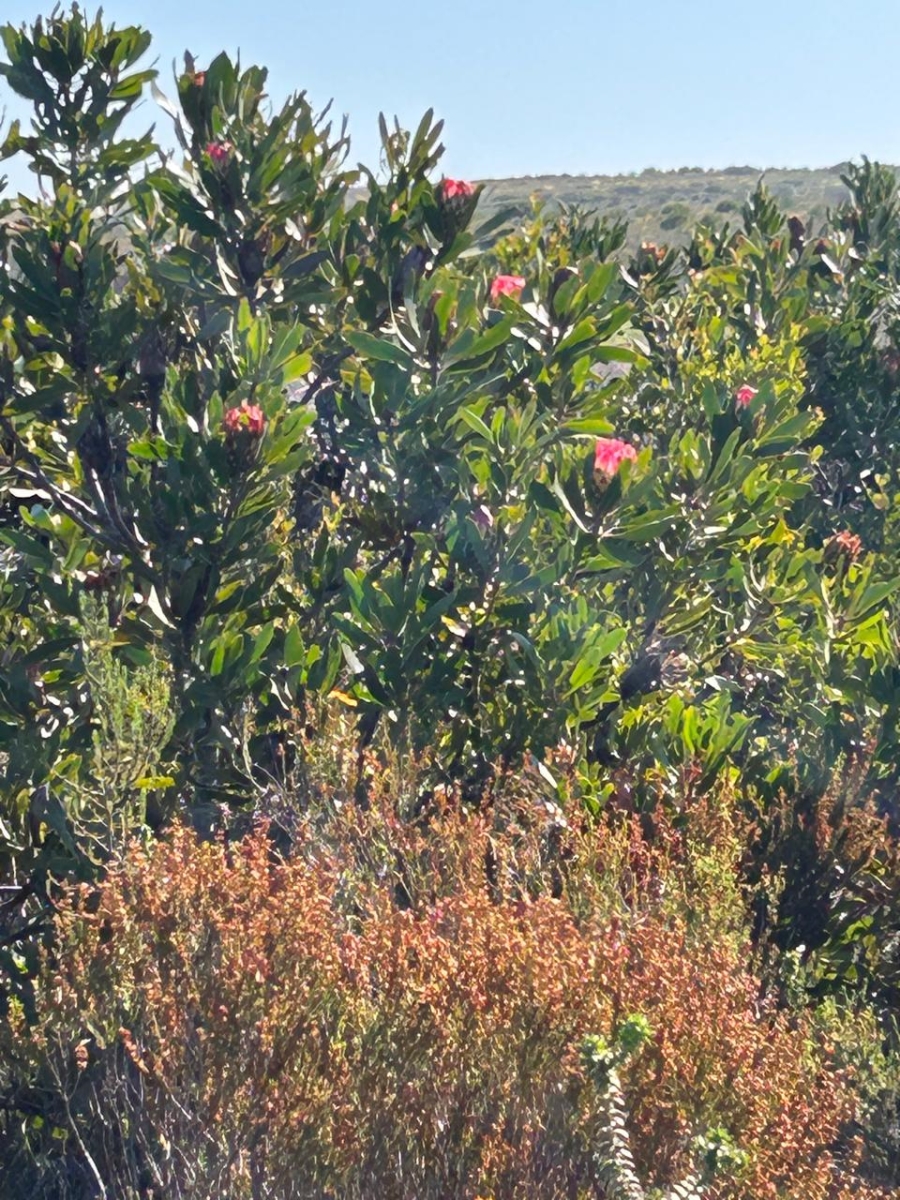  Bedroom Property for Sale in Riversdale Rural Western Cape